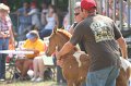 ponypenning_072810_463