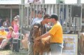 ponypenning_072810_500