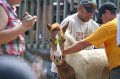 ponypenning_072810_531