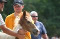 ponypenning_072810_535