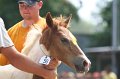 ponypenning_072810_536