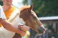 ponypenning_072810_537