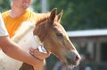 ponypenning_072810_538