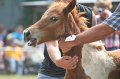 ponypenning_072810_541