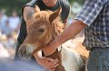 ponypenning_072810_547