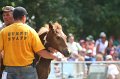 ponypenning_072810_571