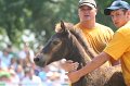 ponypenning_072810_587