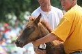 ponypenning_072810_618