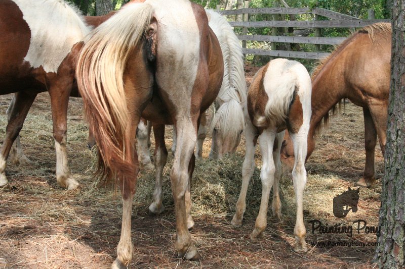 ponypenning_072611_002.JPG