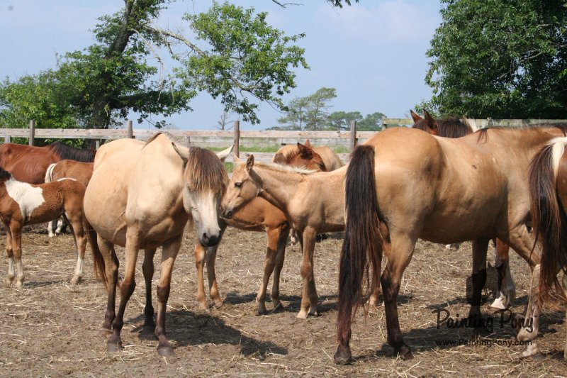 ponypenning_072611_005.JPG