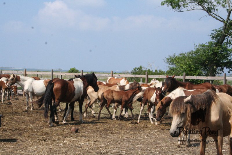ponypenning_072611_006.JPG