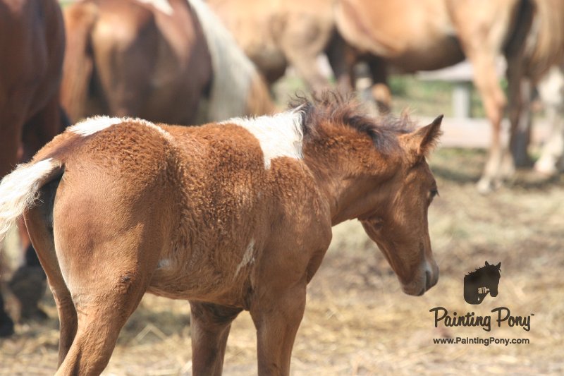 ponypenning_072611_007.JPG