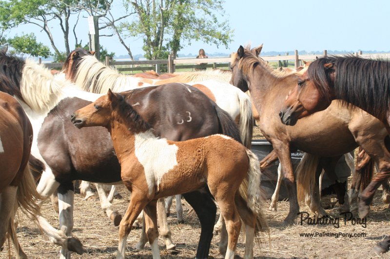 ponypenning_072611_009.JPG