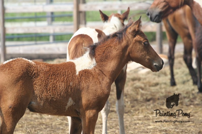 ponypenning_072611_010.JPG