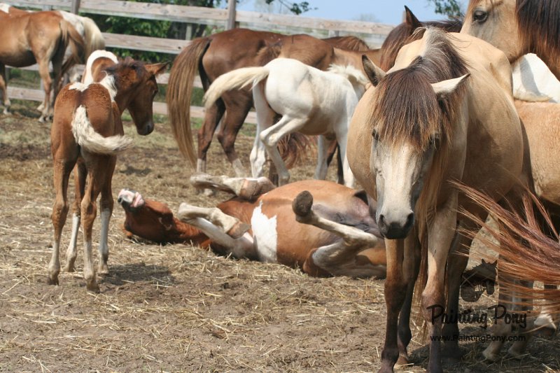 ponypenning_072611_013.JPG