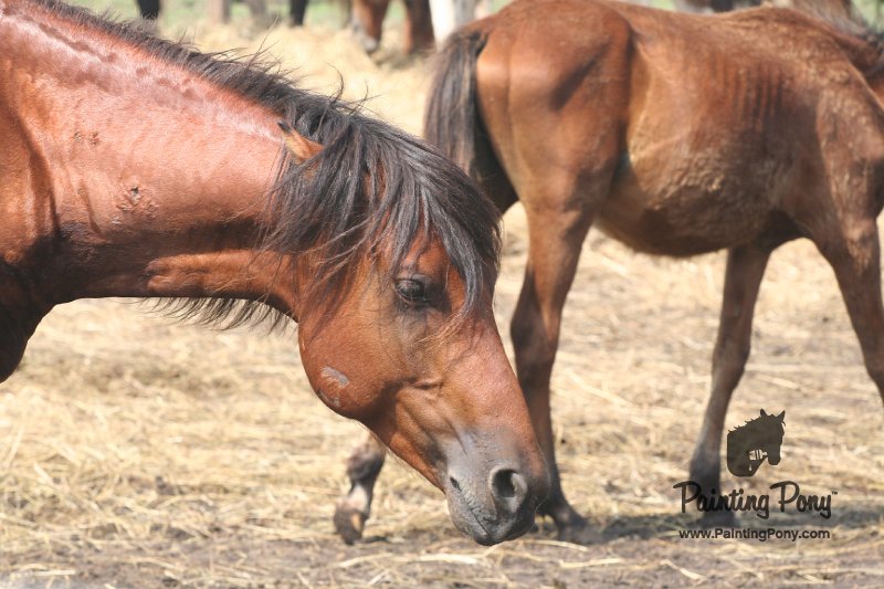 ponypenning_072611_014.JPG