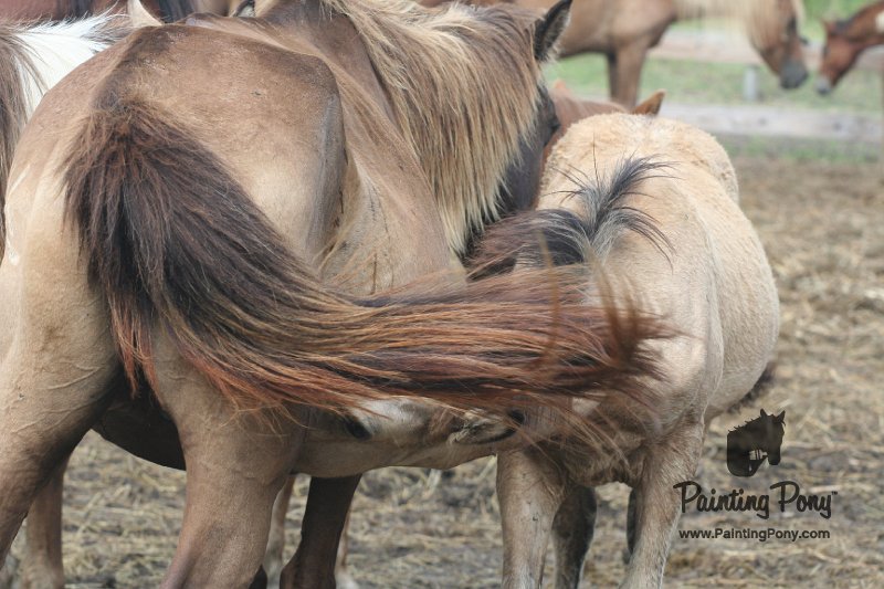 ponypenning_072611_015.JPG