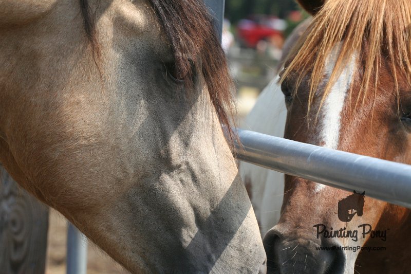 ponypenning_072611_019.JPG