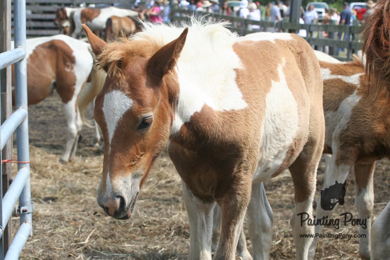 ponypenning_072611_021.JPG