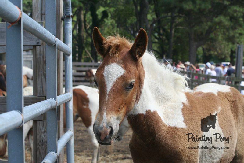 ponypenning_072611_022.JPG