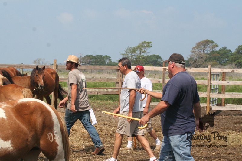 ponypenning_072611_025.JPG