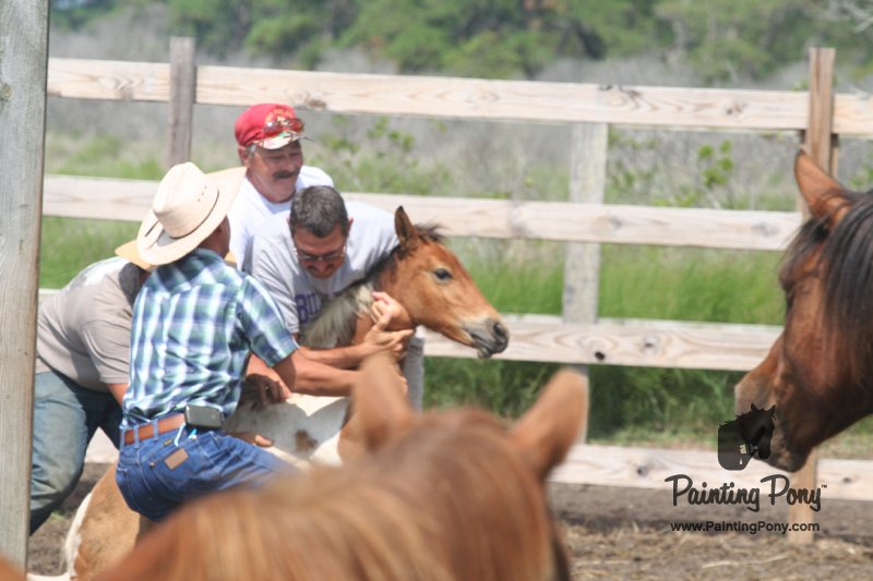 ponypenning_072611_027.JPG