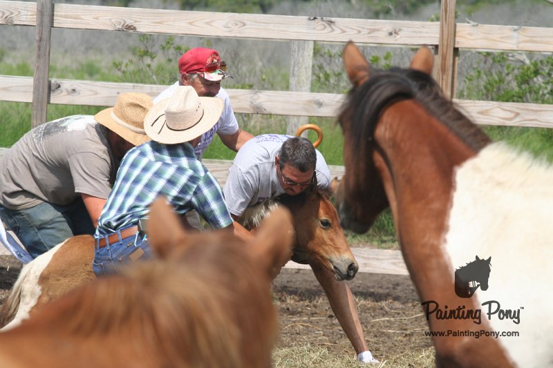 ponypenning_072611_028.JPG