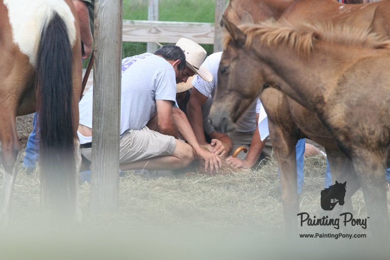 ponypenning_072611_036.JPG