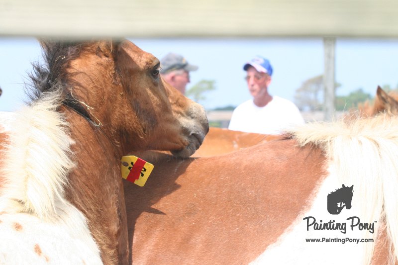 ponypenning_072611_041.JPG