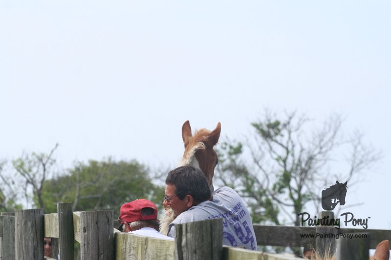ponypenning_072611_043.JPG