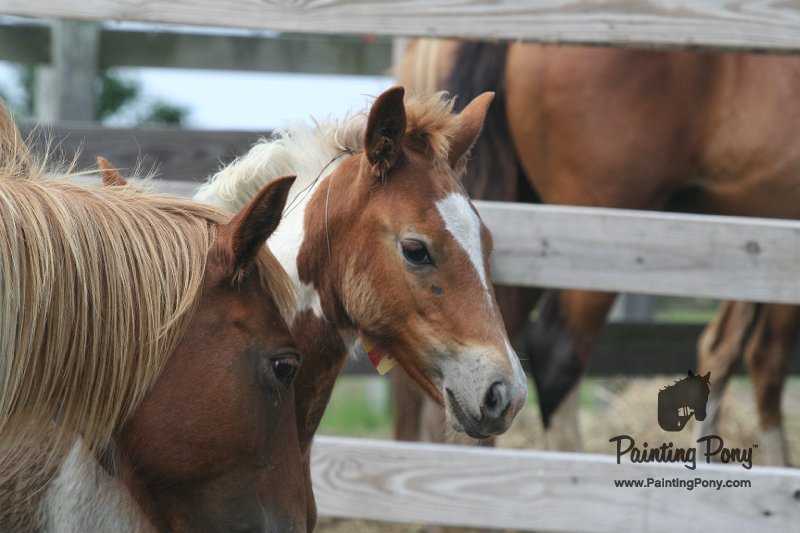 ponypenning_072611_045.JPG