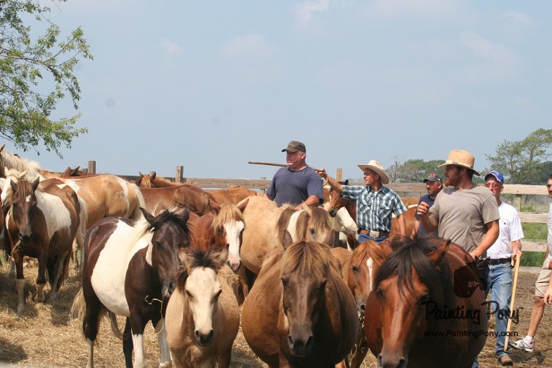 ponypenning_072611_047.JPG