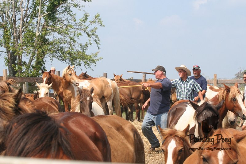 ponypenning_072611_048.JPG