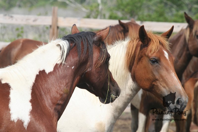 ponypenning_072611_052.JPG