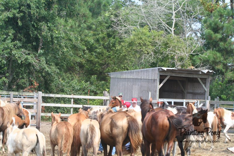 ponypenning_072611_057.JPG