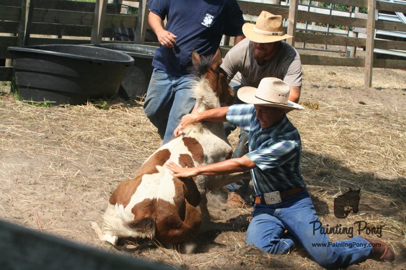 ponypenning_072611_062.JPG