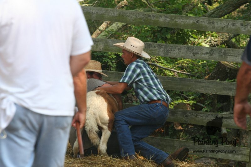 ponypenning_072611_071.JPG