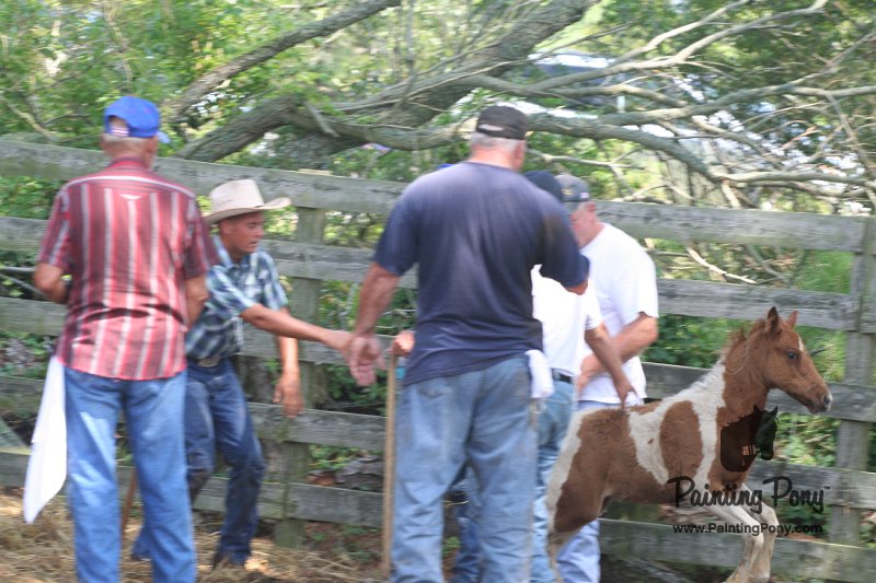 ponypenning_072611_076.JPG