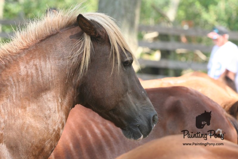 ponypenning_072611_077.JPG