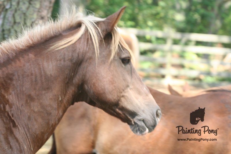 ponypenning_072611_078.JPG