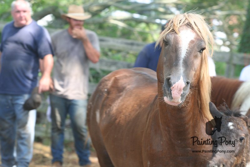 ponypenning_072611_079.JPG