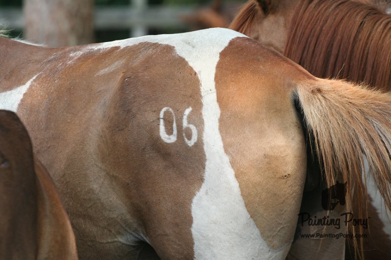 ponypenning_072611_080.JPG