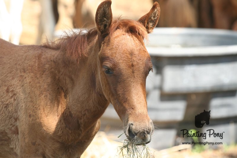 ponypenning_072611_081.JPG