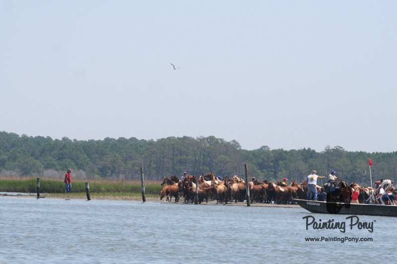 ponypenning_072711_0112.JPG