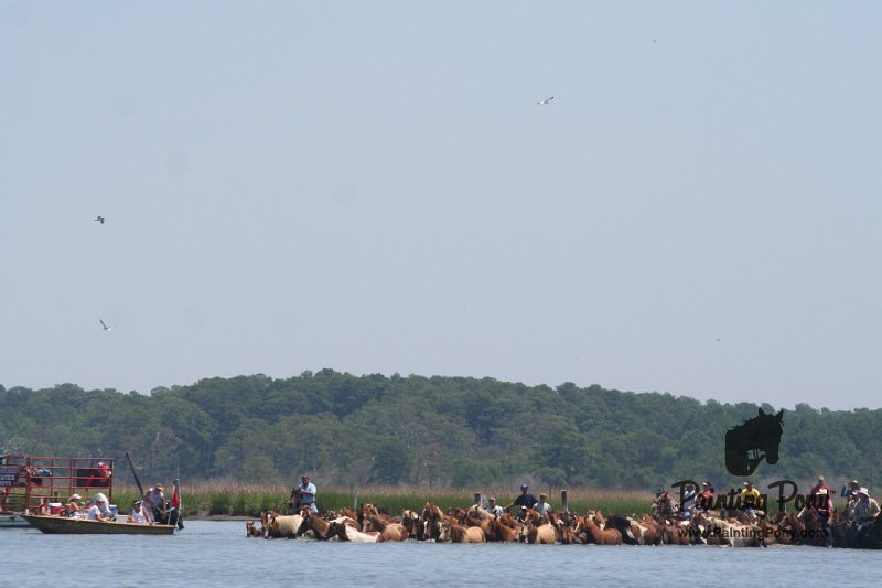 ponypenning_072711_0124.JPG