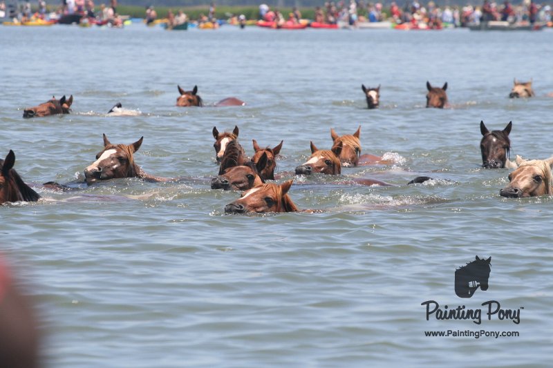ponypenning_072711_0158.JPG