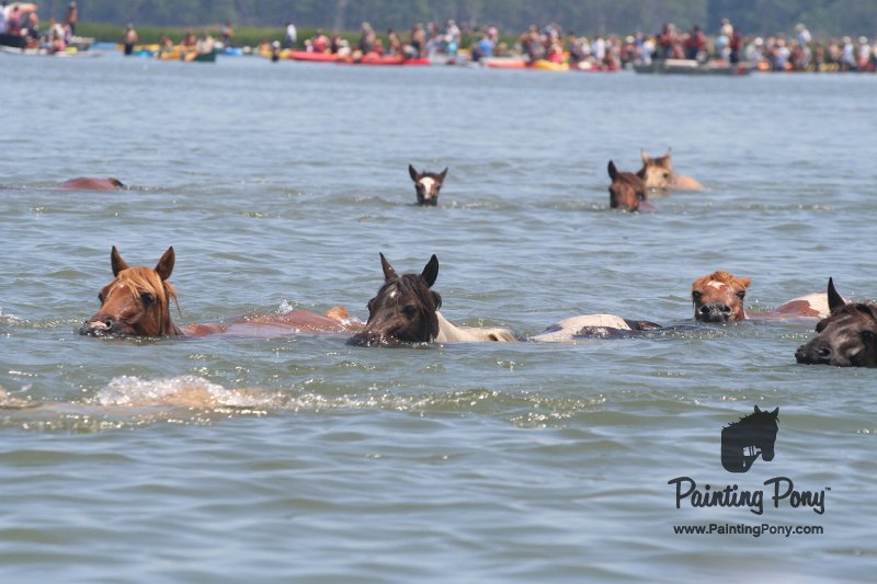 ponypenning_072711_0161.JPG