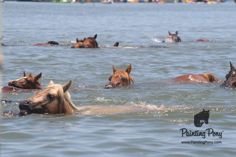 ponypenning_072711_0162.JPG