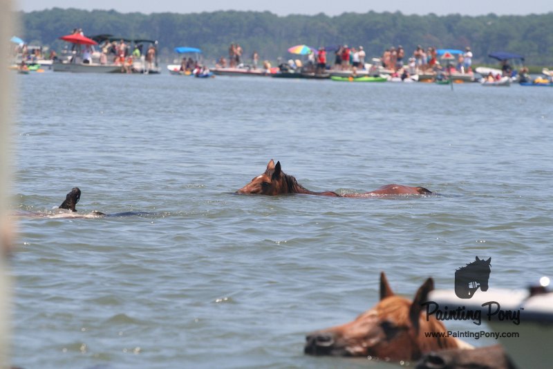 ponypenning_072711_0163.JPG