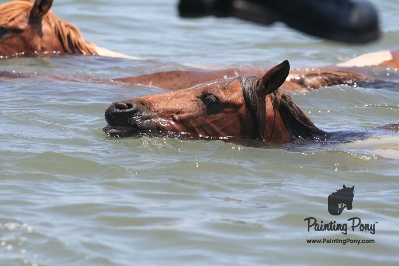 ponypenning_072711_0166.JPG